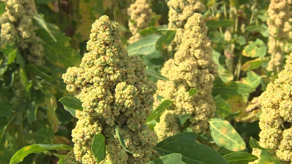 quinoa