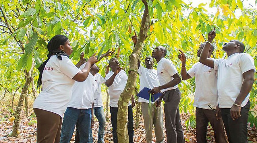  Cargill mise sur la durabilité du cacao