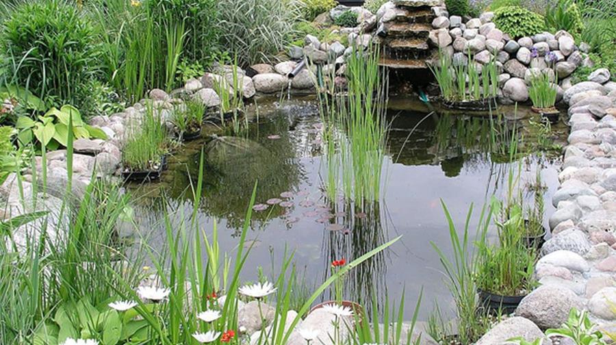 Un étang dans le jardin: principes de base et types