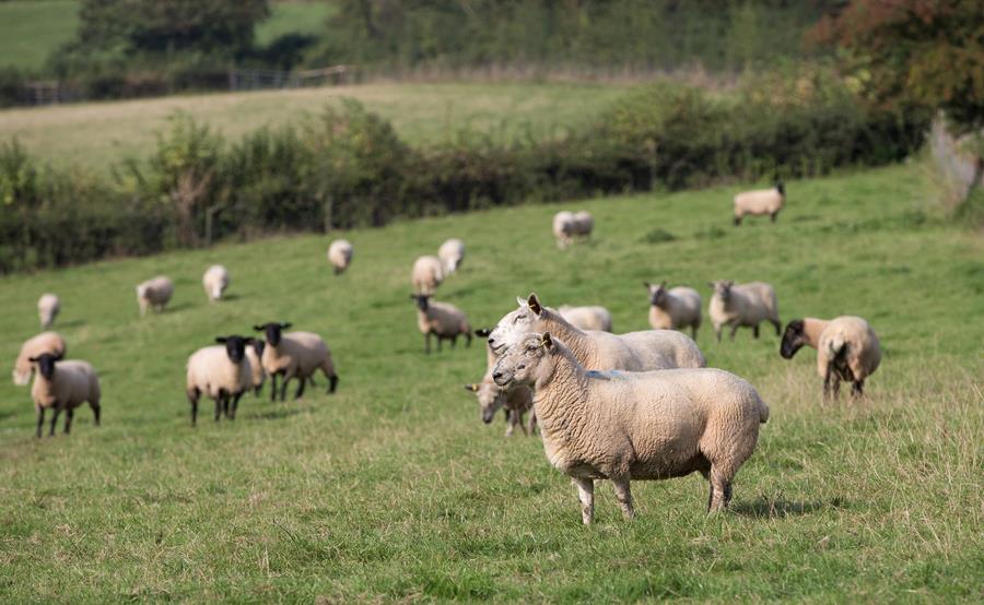 Le Brexit aura aussi un impact sur l'importation de viande d'agneau