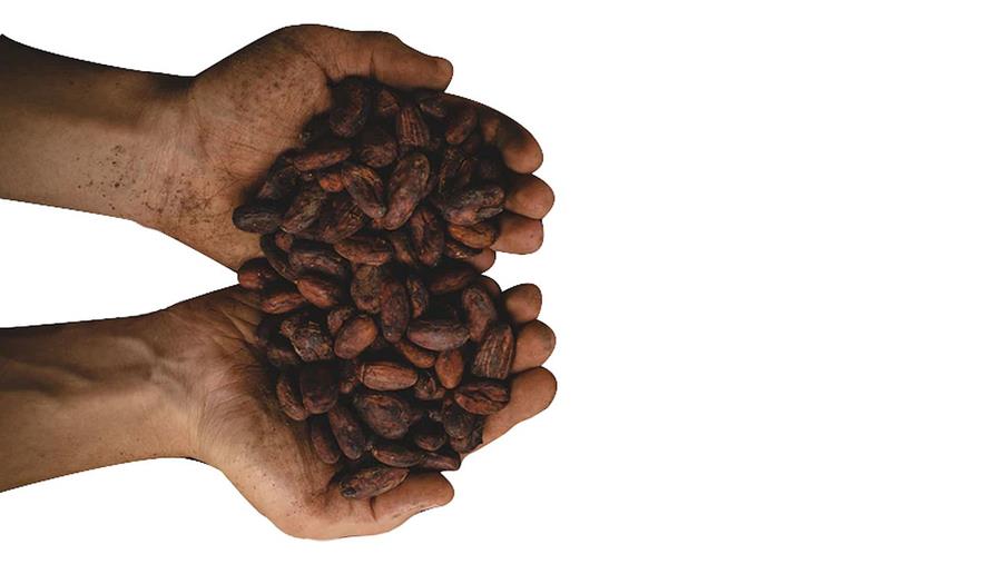 Retail concretiseert doelstellingen om cacaoteelt duurzaam te maken