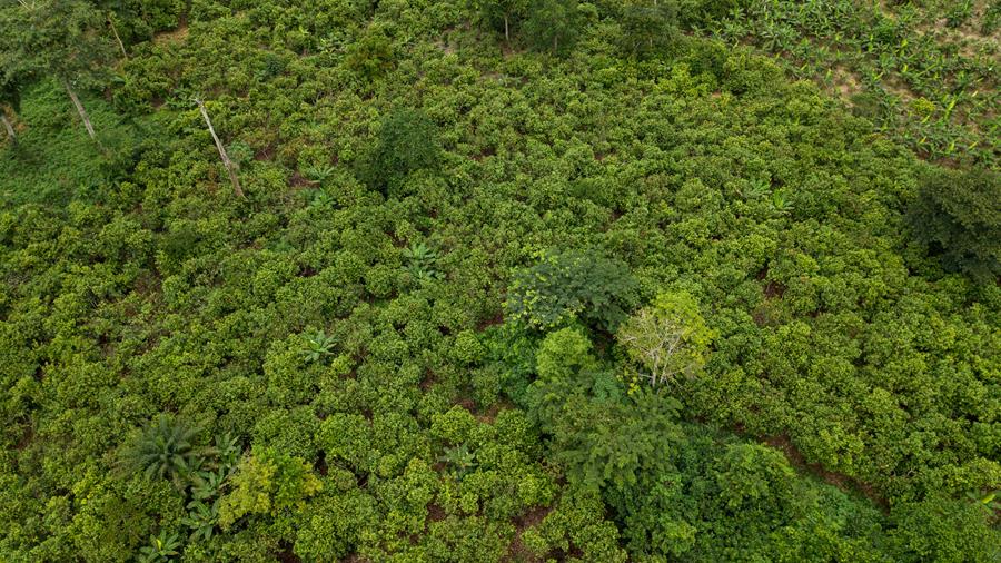 La nouvelle loi sur la déforestation a des implications majeures