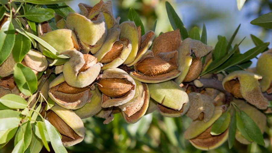 Quatre fruits à coque traditionnels indétrônables