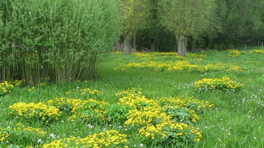 Medewerkers biobakkerij De Trog planten eigen bos aan