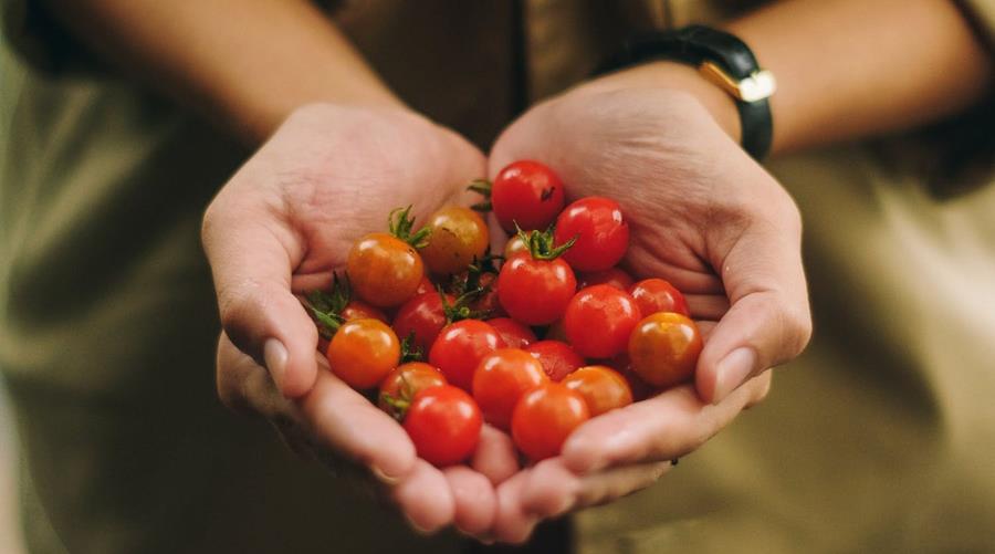 Indrukwekkend arsenaal aan tomatensoorten